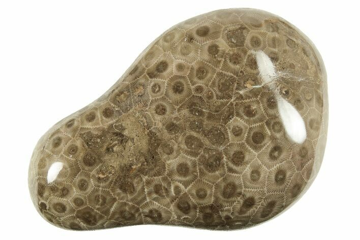 Large, Polished Petoskey Stone (Fossil Coral) - Michigan #255167